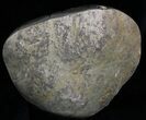 Calcite Crystal Filled Septarian Geode - Utah #33126-4